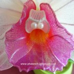 Orchideák – Cattleya