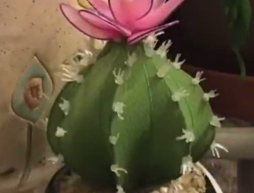 kaktusz harisnyából