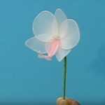 Lepkeorchidea (Phalaenopsis) készítése videóval