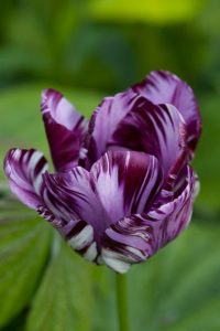 lila tulipán harisnyavirág