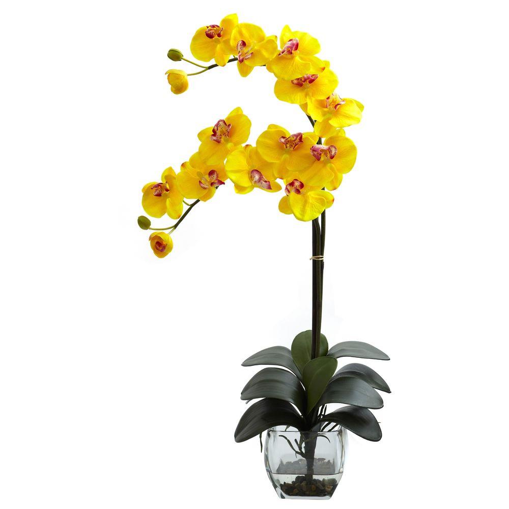 orchidea harisnyavirág