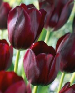 bordó tulipán