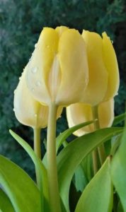 halványsárga tulipán