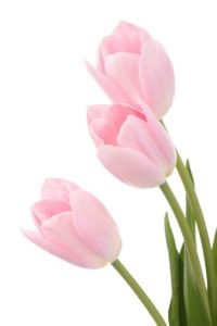 rózsaszín fehér tulipán