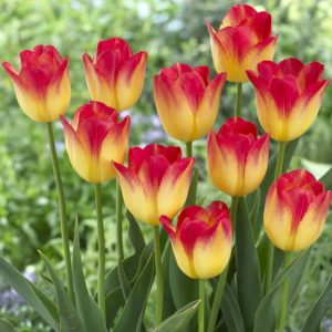 rózsaszín sárga tulipán