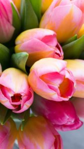 rózsaszín vanília tulipán