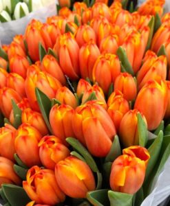 sárga narancs tulipán