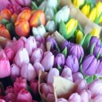 Színpompás tulipánok