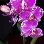 Lepke orchideák színváltozatai II.