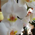 Lepke orchideák színváltozatai